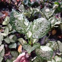 ราคา ต้นอัญมณีขาว (Anyamanikhaw) อโกลนีมา ไม้มงคล กระถาง 5 นิ้ว (11324584950)