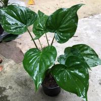 ราคา ต้นนางกวัก ต้นเล็ก พร้อมส่ง (3893353166)