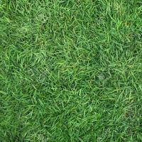 ราคา 1000 เมล็ด หญ้าสนาม หญ้าแต่งสวน สายพันธุ์ หญ้านวลน้อย (41622568212)