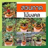 ราคา สวนถาดไม้มงคล ไม้มงคล ไม้ดัด​ สวนถาด​​ ต้นไม้จิ๋ว ตกแต่งบ้าน คอนโด (16862178198)
