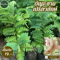 ราคา ต้นมะขามเปรี้ยวยักษ์ลูกใหญ่ พร้อมปลูก (29612092690)