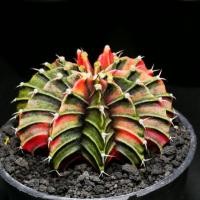 ราคา Gymnocalycium mihanovichii​ LB2178 Hybrid​ ​ด่าง​ส่งทั้งกระถาง​(มีเก็บปลายทางCOD)​ (7341560548)