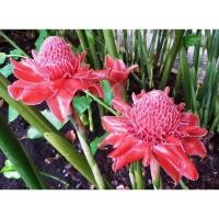 ราคา จำหน่ายพันธุ์ดาหลา เหง้า ช่อดอก (9586142563)