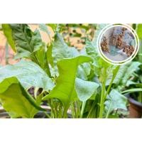 ราคา เมล็ดพันธุ์ปวยเล้ง (ปวยเล้ง Spinach) (49353378840)