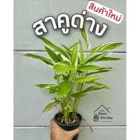 ราคา ต้นสาคูด่าง ไม้ด่างยอดนิยม ไม้มงคลประดับบ้าน (13826849994)