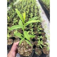 ราคา ต้นพันธุ์ หอมแก่นจันทร์ แก่นจันทร์หอม ไม้จันทน์หอม ไม้หอมแก่นจันทร์ พร้อมปลูกในถุงดำ 99 บาท ปลูกให้โต ก็มีกลิ่นหอม (25482166749)