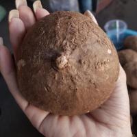 ราคา Stephania Erecta Craib ว่านบัวบก บัวบกโขด บอนไซ ไม้หัว โชว์หัว Gotu kola ขนาดเทียบเท่าลูกเทนนิส (9121569744)