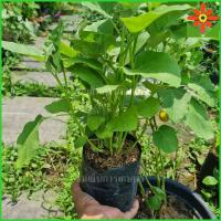 ราคา มะเขือเปราะ เริ่มมีดอก ต้นมะเขือเปราะ มะเขือ ต้นมะเขือ (23570054606)