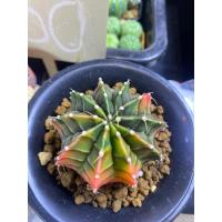ราคา ต้นกระบองเพชร Cactus, ยิมโนด่าง Gymnocalycium Mihanovichii Variegata ไม้เพาะเมล็ด (23521895402)
