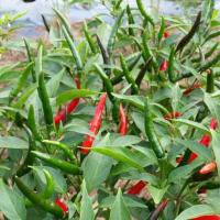 ราคา ต้นกล้าพริกชี้ฟ้าซุปเปอร์ฮอท 2 ศรแดง (4380150668)