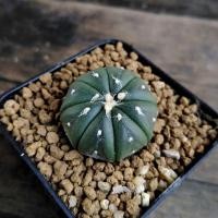ราคา Astrophytum​ nudum แอสโตรนูดัม (6771740902)