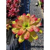 ราคา สับปะรดสีนีโอวาเลนไทน์เดย์ #ต้นสับประรดสี#สับปะรดสี##bromeliad# ต้นไม้สวยงาม# ไม้ประดับ# ตกแต่งสวน# ปลูกตกแต่งบ้าน (18885152725)