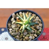 ราคา ฮาโวเทีย>ม้าเวียนด่าง(Haworthia limifolia)>กระถาง4นิ้ว (10969866629)