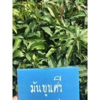 ราคา ต้นมะม่วงมันขุนศรี เสียบยอดแท้ (3588920056)