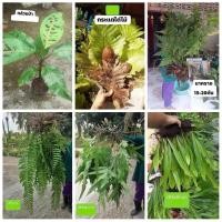 ราคา รวม พรรณไม้ป่า ต้น เฟิร์น กล้วยพรานป่า กล้วย พราน ป่า กระแตไต่ไม้ นาคราช สไบนาง เฟิร์นฮาวาย เฟิร์นปีกนก เอิร์น ศันสนีย์ (6469126748)