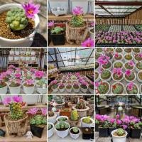 ราคา เมล็ดแมมชูแมนไร้หนาม Mammillaria schumannii 'inermis' / variegated กระบองเพชร ไม้อวบน้ำ succulent แคคตัส cactus (23509077682)