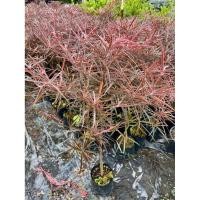 ราคา ต้นหูกระจงแดง ไม้ประดับ ใบสวย ( สูง 40-60cm) ดูแลง่าย ชอบแดดจัด ถุงเพาะ 6 นิ้ว (40205902062)