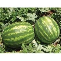 ราคา เมล็ด แตงโมคิมสันสวีท - Crimson Sweet Watermelon (135897821)