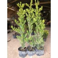 ราคา ต้นสนใบพาย ต้นสูง 1.2-1.4 เมตร (25657536772)