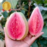 ราคา ผลฝรั่งไส้แดง เกรดA++เม็ดน้อยพร้อมส่ง ฝรั่งหงเป่าสือ หวาน กรอบอร่อยเลิศ ตัดแก่จัดรสชาติดี คัดเกรดลูกสวย (22662282783)