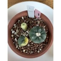 ราคา Cactus Lophophora fricii (แคคตัส โลโฟโฟรา ไม้เมล็ด) (13222423876)