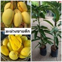 ราคา ต้นมะม่วงขายตึก มะม่วงขายตึก (26978801155)
