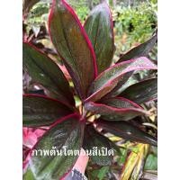 ราคา ต้นหมากผู้หมากเมีย อาทิตย์อัสดง (27310945358)