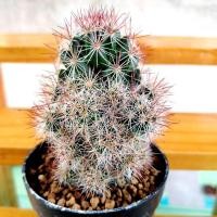 ราคา Mammillaria mazatlanensis แมมหนามแดง (4252712946)