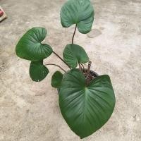 ราคา ว่านเสน่ห์จันทร์แดง.. (12108385042)