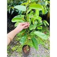 ราคา ต้นทุเรียนแดงอินโด (40422536450)