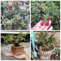 ราคา ขายต้นพันธุ์ เชอรี่แคระ ทองอนันต์ (9714012205)