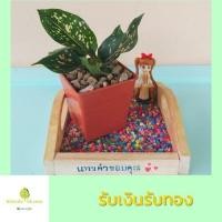ราคา ต้นรับเงินรับทอง อโกลนีมาเสริมทรัพย์ ไม้ประดับ ไม้มงคล ไซส์กระถาง 4นิ้ว (9383160527)