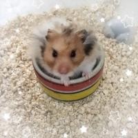 ราคา ซังข้าวโพดรองกรง วัสดุปูพื้นกรง ซึมซับกลิ่นได้ดี ใช้ได้ทั้งแฮมสเตอร์ไจแอนท์ขนยาวรวมไปถึงเม่นแคระ (27589332134)