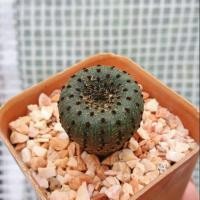 ราคา เฟเรีย สีเขียวม่วง Frailea phaeodisca (2667496641)