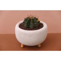 ราคา กระถางอิฐมวลเบาD04 katombimaiกระถางรักษ์โลก (15594165492)