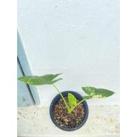 ราคา บอนกระดาดด่างขาว Alocasia macrorrhizos บอนกระดาษด่าง ส่งจริง ตรงปก (13042365905)