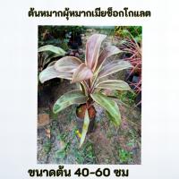 ราคา ต้นหมากผู้ หมากเมีย ช็อกโกแลต หมากช็อกโกเเลต (40172141875)