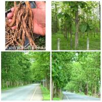 ราคา (100เหง้า) (จำหน่าย เหง้าพันธุ์) เหง้าสัก ทอง ต้นสัก กิ่งสัก จำหน่ายเมล็ดไม้ป่า ราคาถูก จำหน่าย กล้าสักทอง สายลม วรรณภา (3658753134)