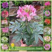 ราคา 200เมล็ด/แพ็ค เมล็ดพันธุ์ ผักเสี้ยนฝรั่งคละสี บอนสี Cleome Spinosa Seed เมล็ดดอกไม้ ต้นไม้ฟอกอากาศ ต้นไม้มงคล ไม้ประดับ (28883954641)