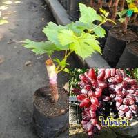 ราคา ต้นองุ่นพันธุ์ไบคานัวร์ หวานกรอบช่ำ ไร้เมล็ดปลูกง่าย ทนแดด ปลูกได้ทุกพื้นที่ (22700924449)