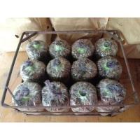 ราคา เชื้อเห็ดฟาง 12 ก้อนพร้อมคู่มือเพาะเห็ดฟาง (24708634846)