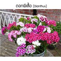 ราคา เมล็ดพันธุ์ ดอกผีเสื้อ (Dianthus) 100 เมล็ด ปลูกง่าย ปลูกได้ทั่วไทย (3357607762)