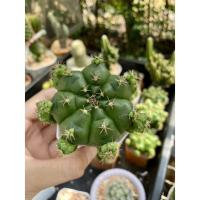 ราคา แคคตัส กระบองเพชร ยิมโนแม่ลูกดก (17837048345)