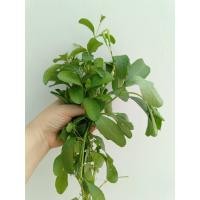 ราคา ต้นต้อยติ่งไทย ต้นเปาะแปะ อังกาบ ถอนสดส่งสำหรับทำยา 100ต้น 99 บาท Cracker plant (19896490215)