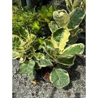 ราคา #ไทรใบสักด่าง (Ficus Lyrata Variegated ขนาด70-100cm (29856066823)