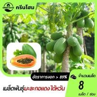 ราคา มะละกอเรด เลดี้เมล็ดพันธุ์มะละกอเรด เลดี้ 8 เมล็ดงอกดี ☘️ลูกดก โตเร็ว ทานอร่อย (44100155828)