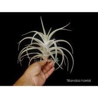 ราคา Tillandsia harrisii #ทิลแลนเซีย #สับปะรดอากาศ #tillandsia #airplant #bromeliad (23638141393)