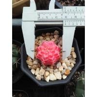 ราคา ยิมโนด่าง ยิมด่าง แคสตัสด่าง (12143233516)