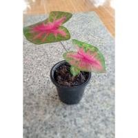 ราคา เงาะถอดรูป บอนสีในกระถาง3.5" (13447129242)