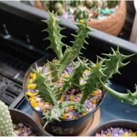 ราคา เก๋งจีนไม้อวบน้ำกระบองเพชรตกแต่งสวน (25847274777)